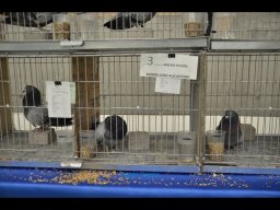 Concurso de Palomas 2012